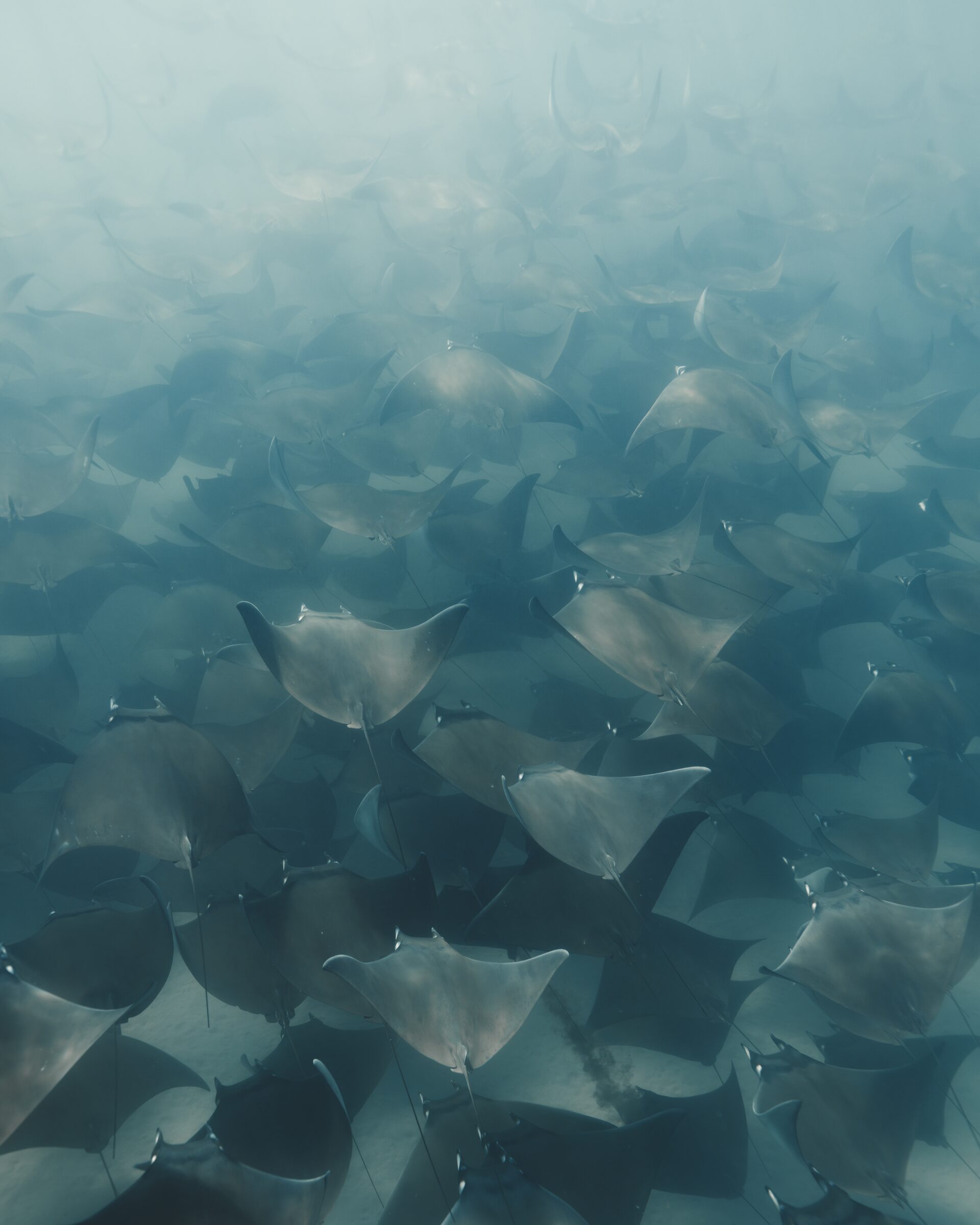 Massive fever of Munk's devil rays underwater, hundreds visible layered into the haze, Sea of Cortez