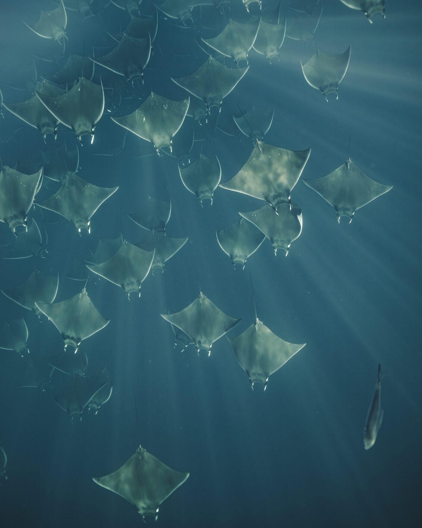 Mobula rays spread out beneath the surface with shafts of sunlight cutting through the water, Baja Mexico