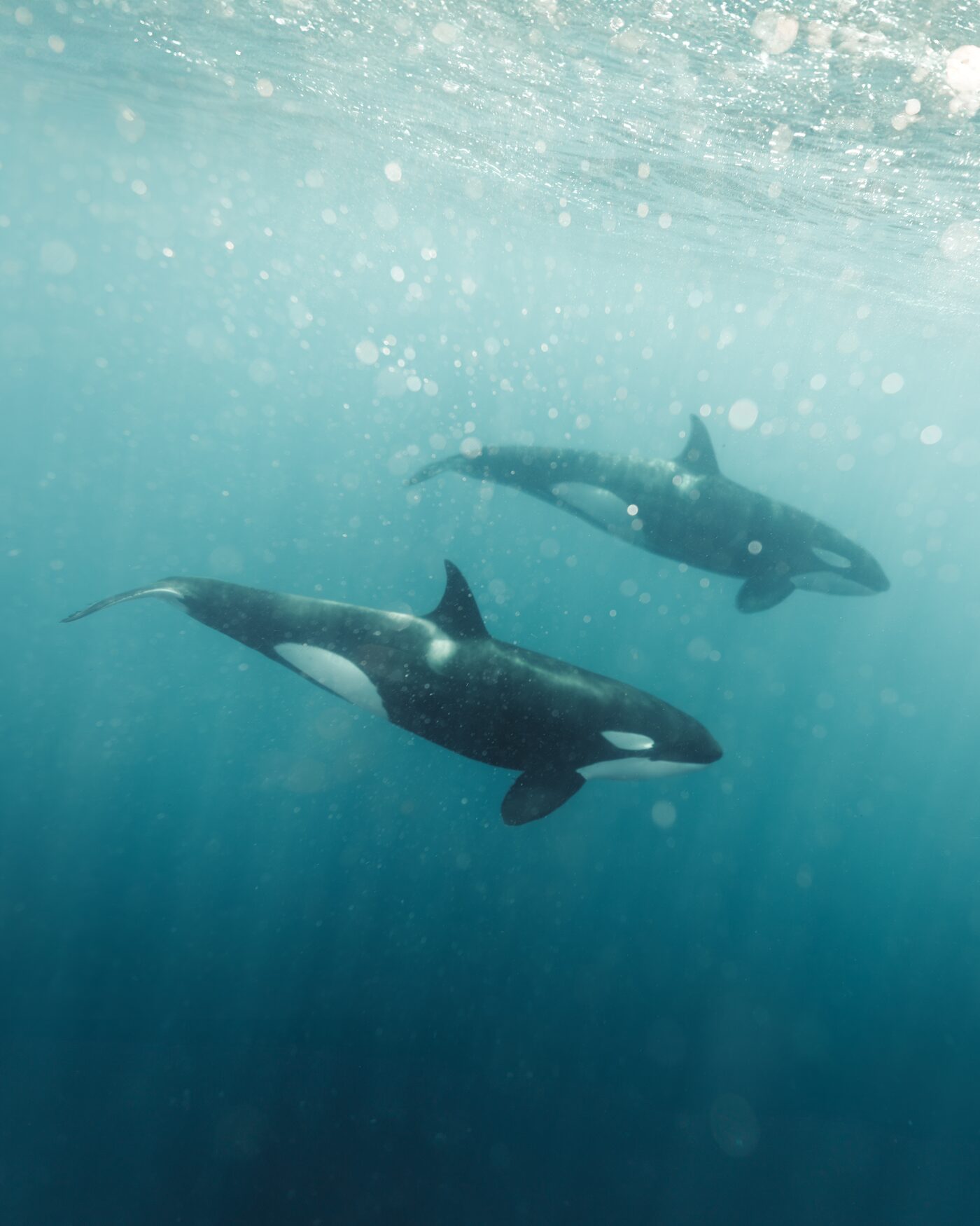Two orcas swimming near the surface in the Sea of Cortez, light filtering down through the water