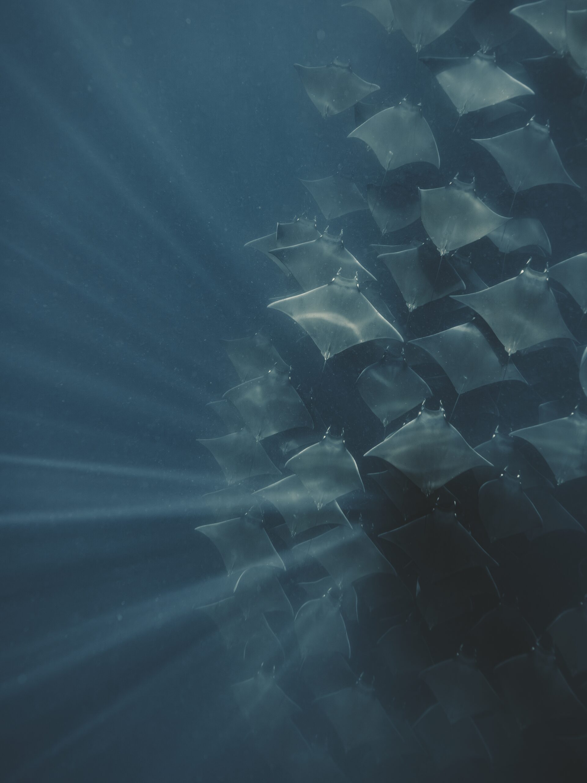 Mobula rays in tight formation underwater with shafts of sunlight, Sea of Cortez