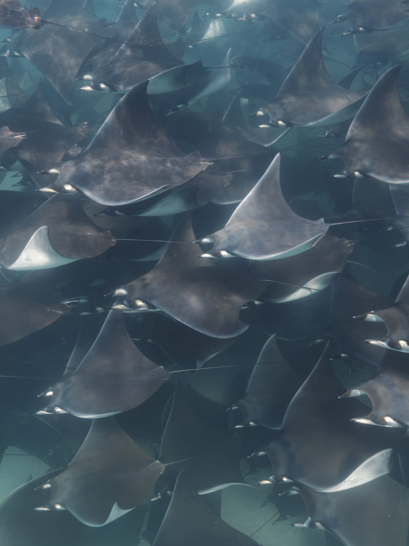 Dense layer of mobula rays seen from above, swimming together near the surface, Baja Mexico