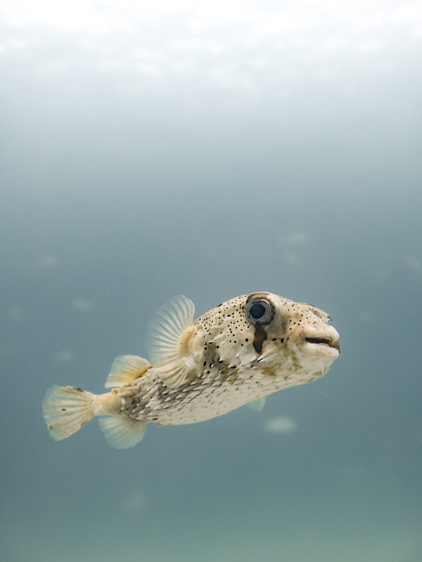 A porcupinefish floating in soft pastel water, Sea of Cortez
