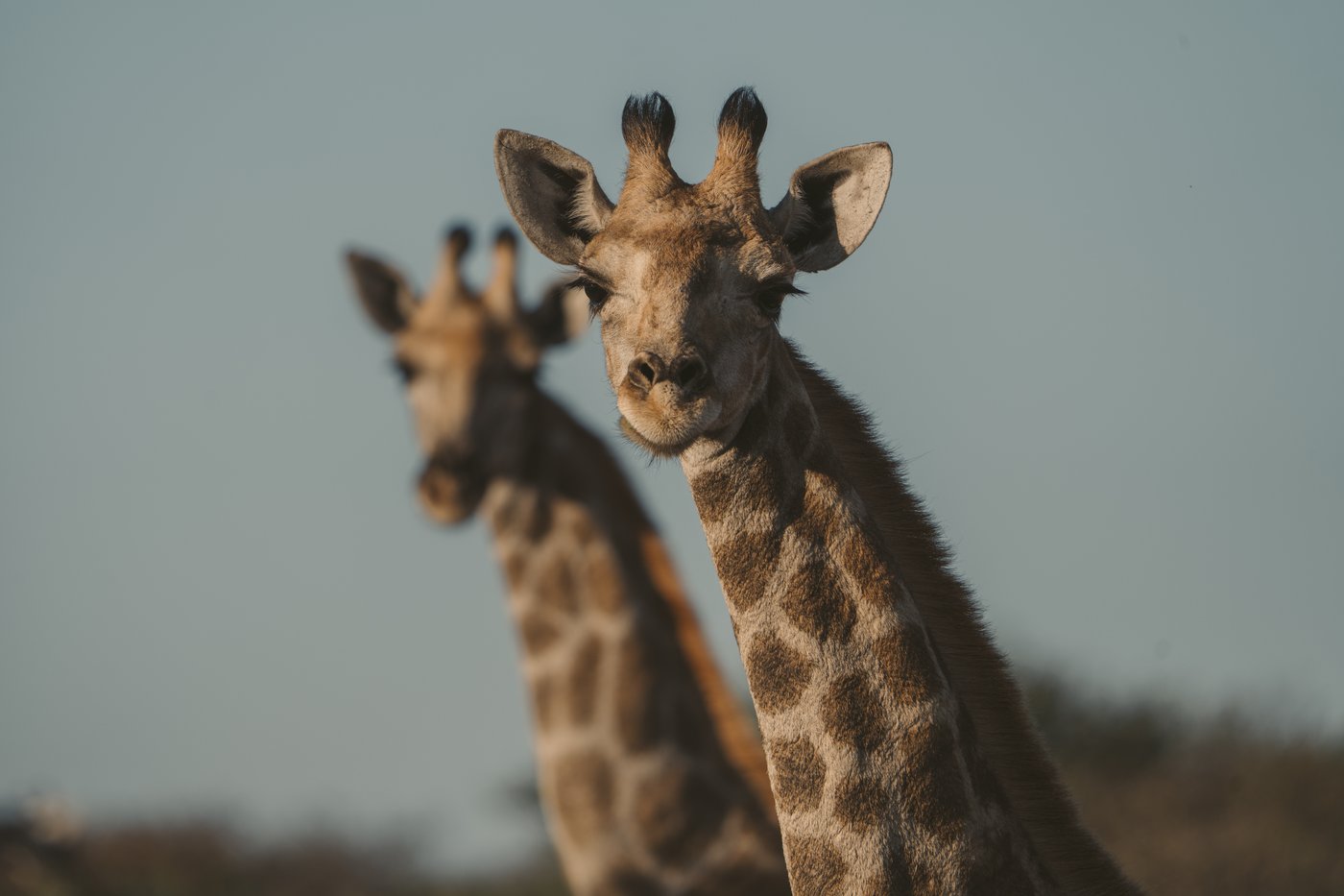 Two giraffes in close portrait against a clear blue sky, Etosha National Park, Namibia