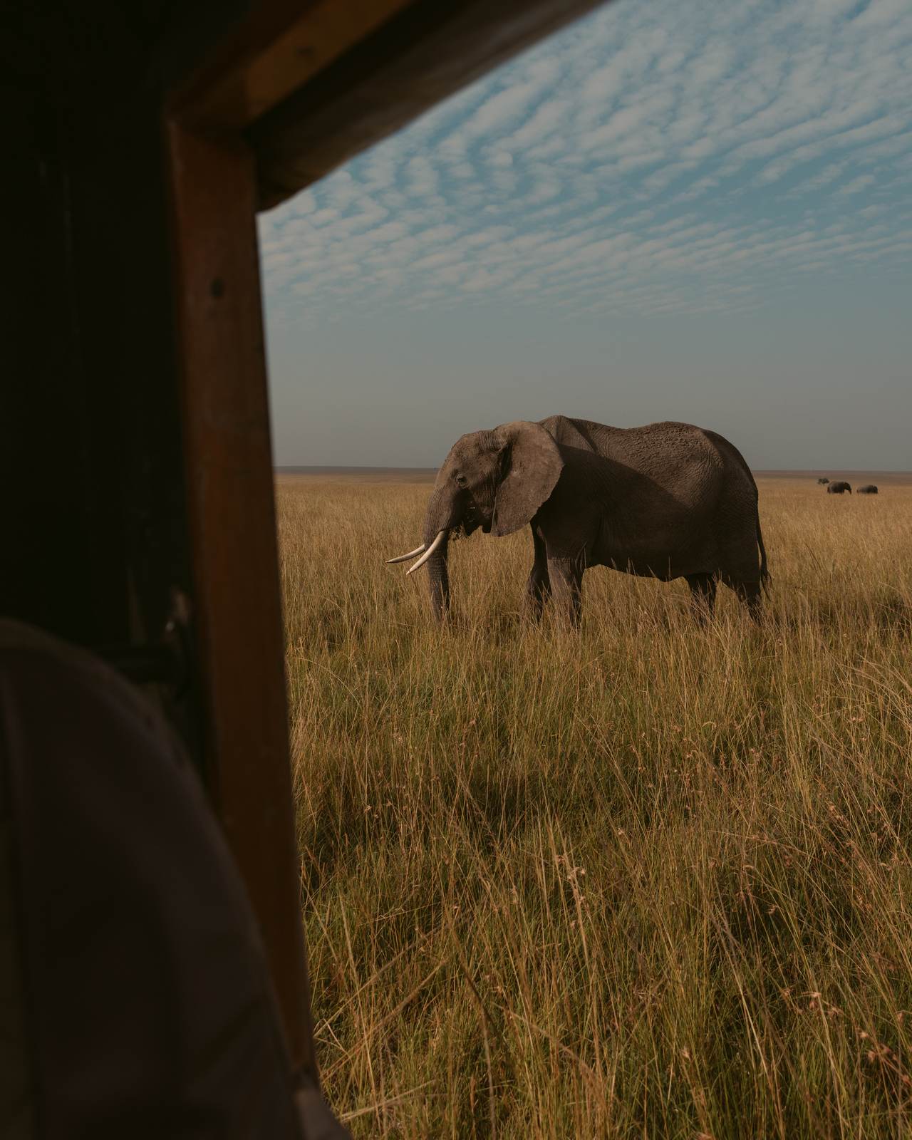 Adult elephant grazing undisturbed in tall grass, viewed from the side opening of a safari vehicle.