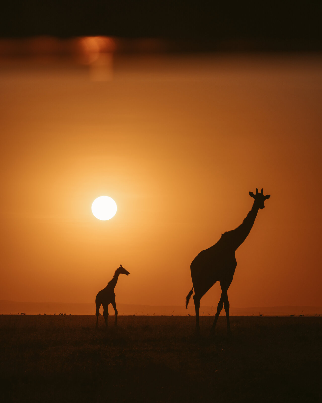 A mother giraffe and her calf silhouetted against a deep orange sunset sky in the Masai Mara