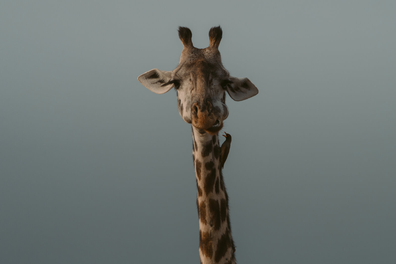 Close-up portrait of a giraffe against a grey sky, a small bird perched on its neck