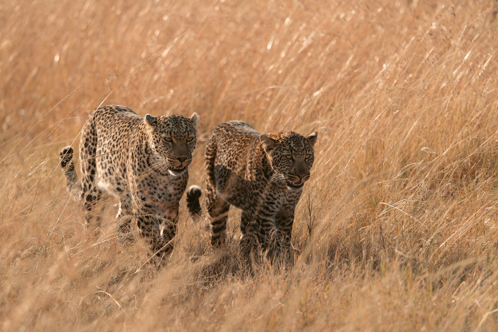 A leopard and cub moving together through tall dry grass in the Masai Mara