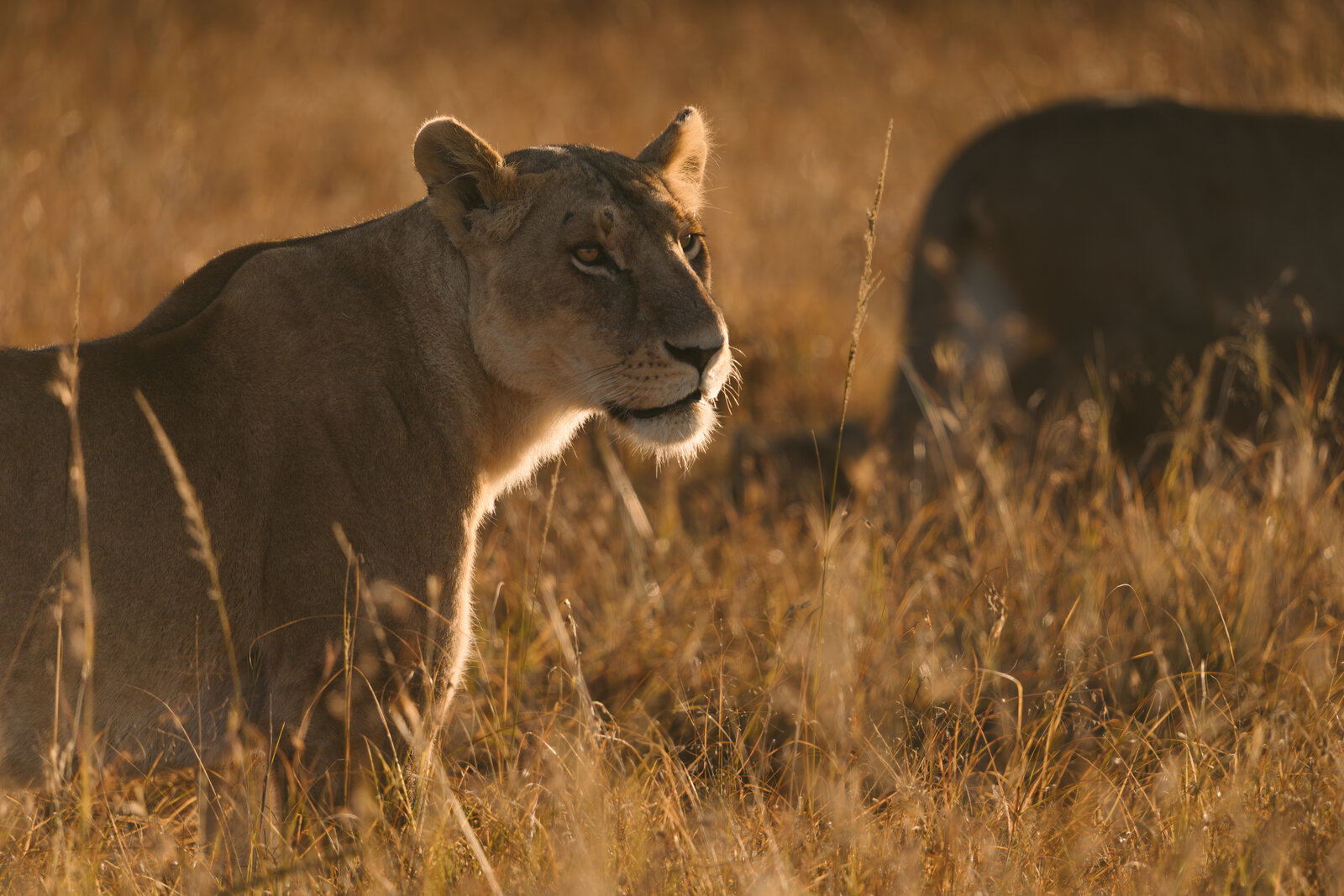 A lioness in golden morning light standing in the dry grass of the Masai Mara