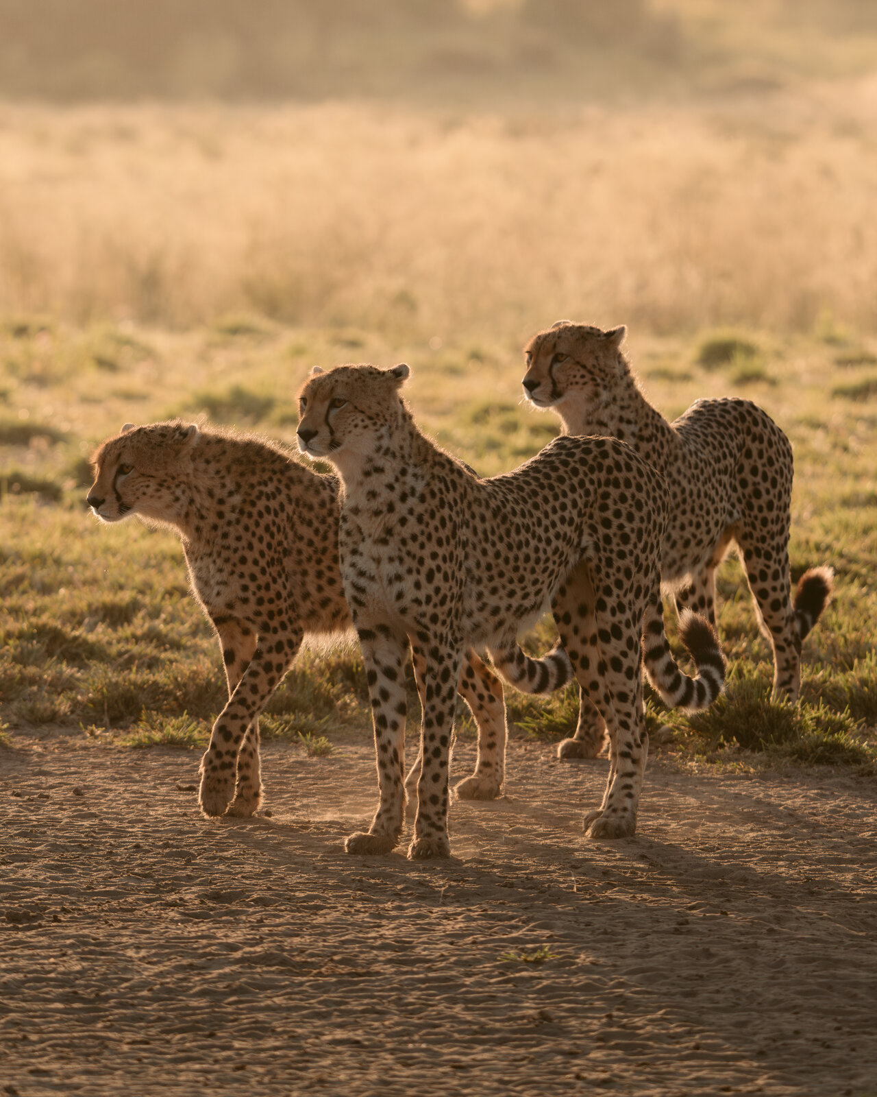 Three cheetahs on a dusty track in early morning light in the Masai Mara