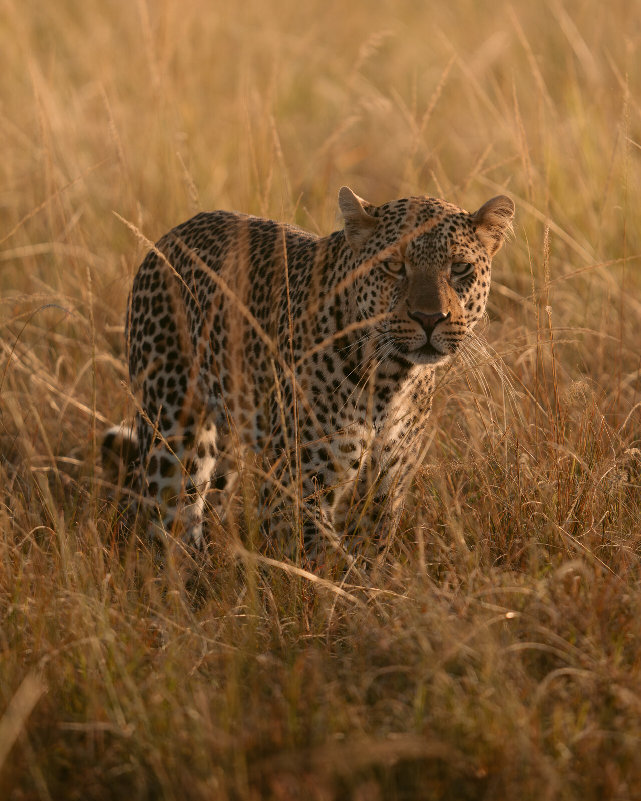 A leopard low in tall dry grass in the Masai Mara, staring directly at the camera