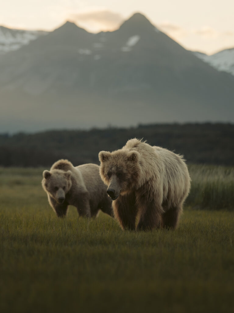 Mother bear and cub walking through grassland with mountains behind, Katmai backcountry, Alaska