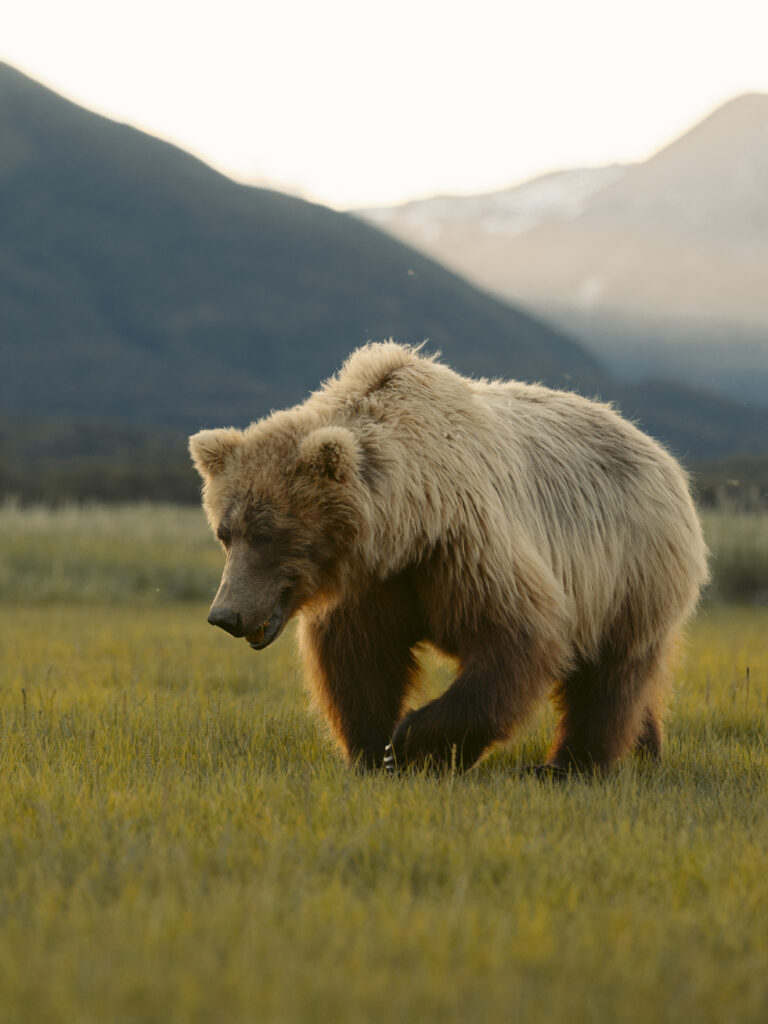 Brown bear walking through grass in golden evening light, Katmai backcountry, Alaska