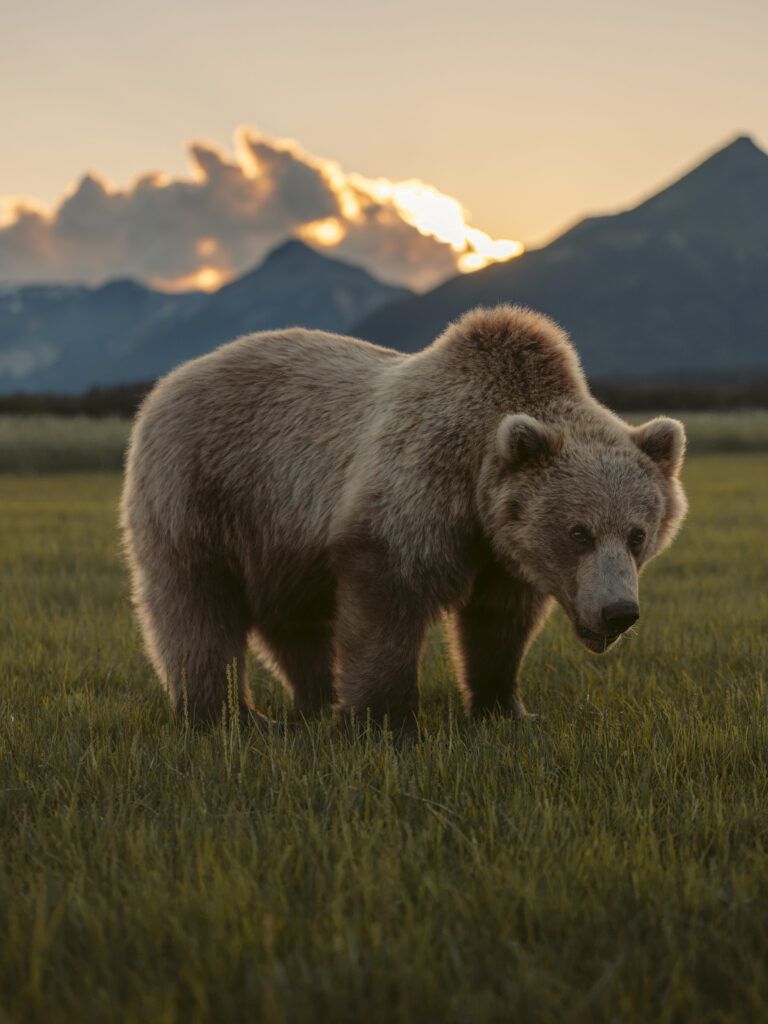 Brown bear standing in a grass meadow with a dramatic sunset sky and mountains behind, Katmai backcountry, Alaska