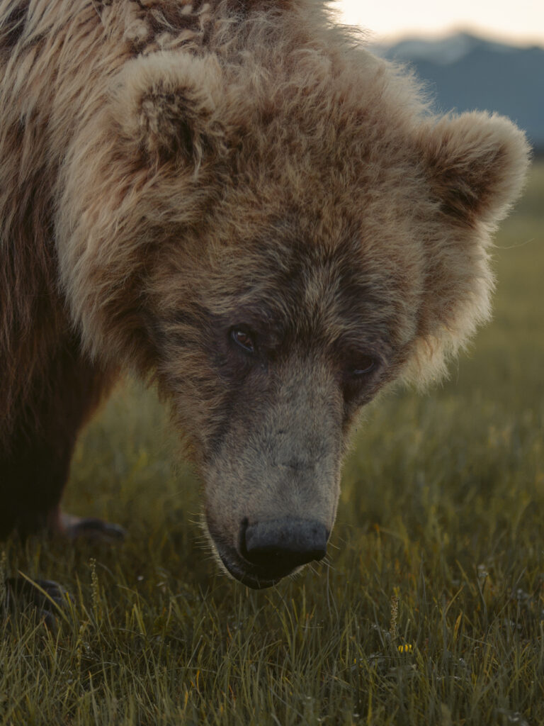 Close-up of a brown bear's face foraging in grass, Katmai backcountry, Alaska