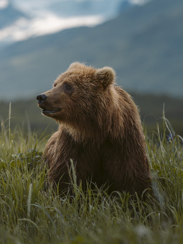 Brown bear cub sitting in grass with hazy mountains in the background, Katmai backcountry, Alaska