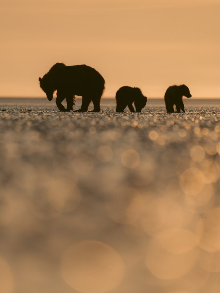 Bear family silhouetted walking across a tidal flat at golden hour, Lake Clark National Park, Alaska