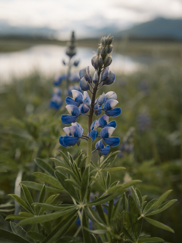 Wild lupine wildflowers blooming in the Katmai backcountry, Alaska
