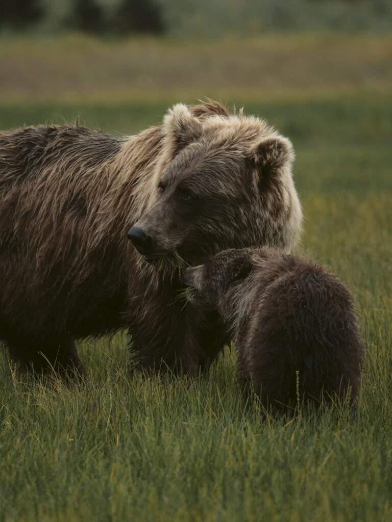 Mother bear and cub nuzzling in tall grass near Alaska Homestead Lodge, Lake Clark National Park, Alaska