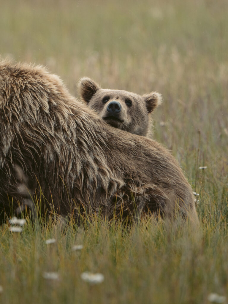 Two brown bears close together in a grass meadow, one glancing back at the camera, Lake Clark National Park, Alaska