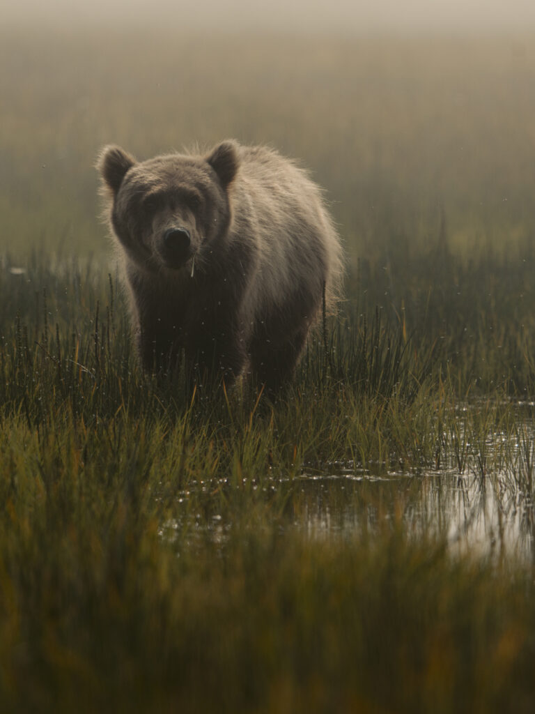 Brown bear cub walking through misty wetland grass toward the camera, Lake Clark National Park, Alaska