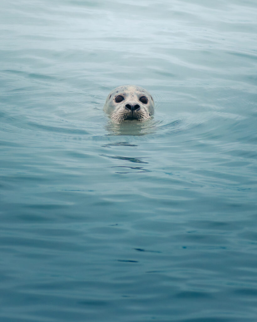 Harbor seal surfacing in calm water near Katmai, Alaska