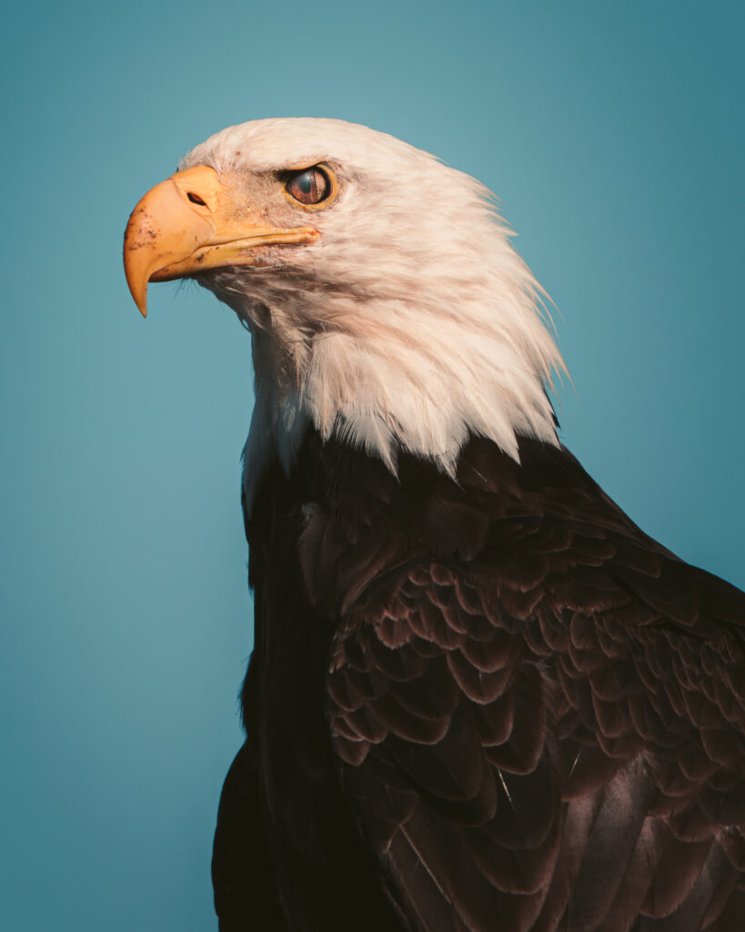 Close portrait of a bald eagle against a clear blue sky, Katmai, Alaska