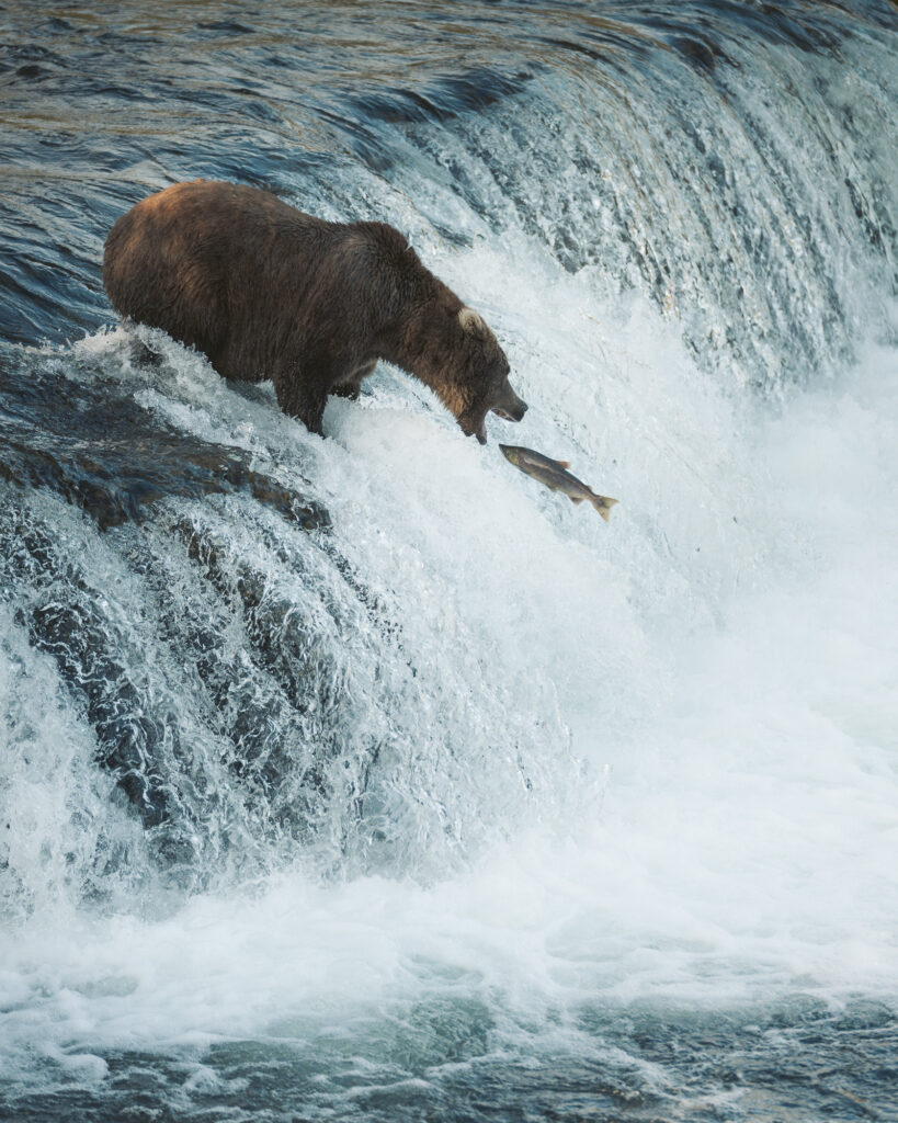 Brown bear catching a leaping salmon mid-air at Brooks Falls, Katmai National Park, Alaska