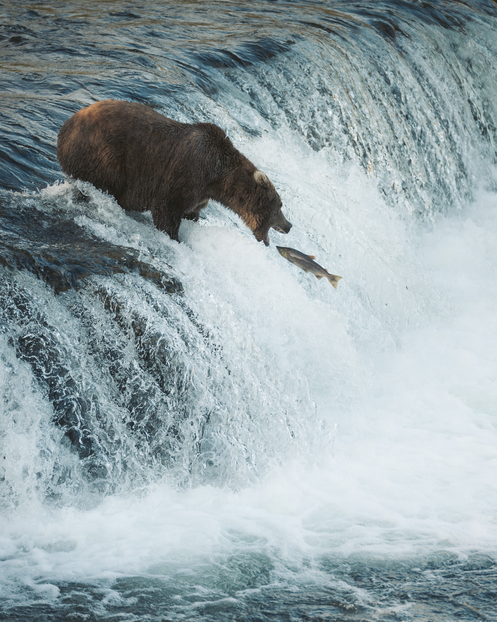 Brown bear catching a leaping salmon mid-air at Brooks Falls, Katmai National Park, Alaska