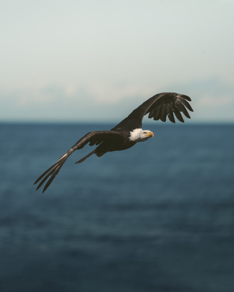 Bald eagle in flight low over the ocean, Katmai coast, Alaska