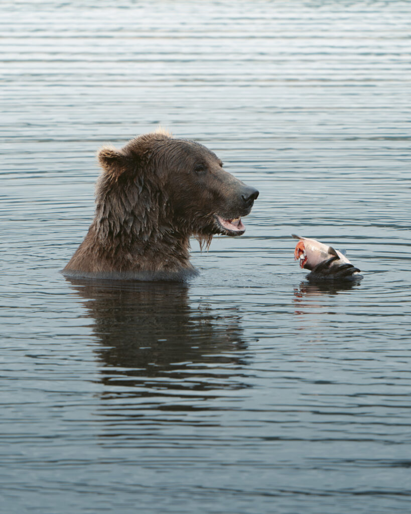 Brown bear standing chest-deep in water with a freshly caught fish, Brooks River, Alaska