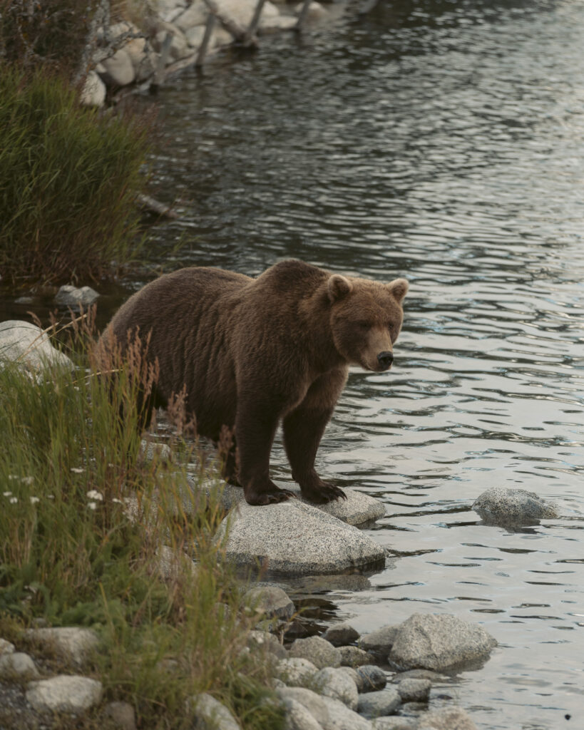 Brown bear standing on a rocky riverbank near flowing water, Katmai National Park, Alaska