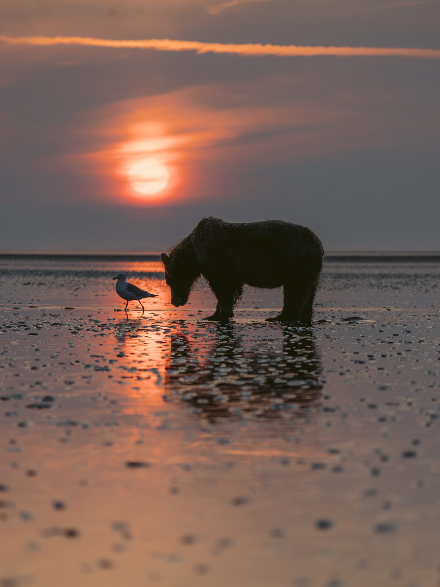Brown bear silhouetted on a tidal flat at sunset, Lake Clark National Park, Alaska