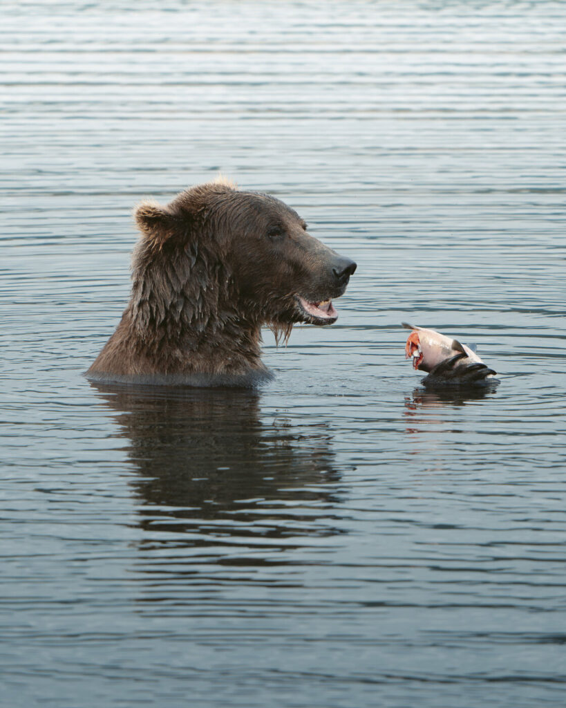 Brown bear standing chest-deep in water with a freshly caught fish close to the camera, Alaska