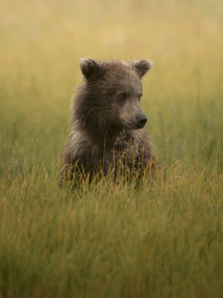 Brown bear cub sitting in golden-hour light in a grass meadow, Lake Clark National Park, Alaska