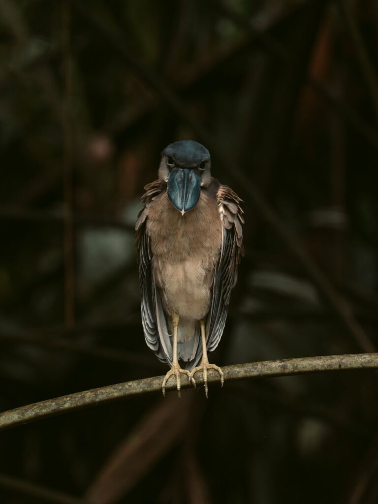 Boat-billed heron perched on a branch in dark forest, Costa Rica