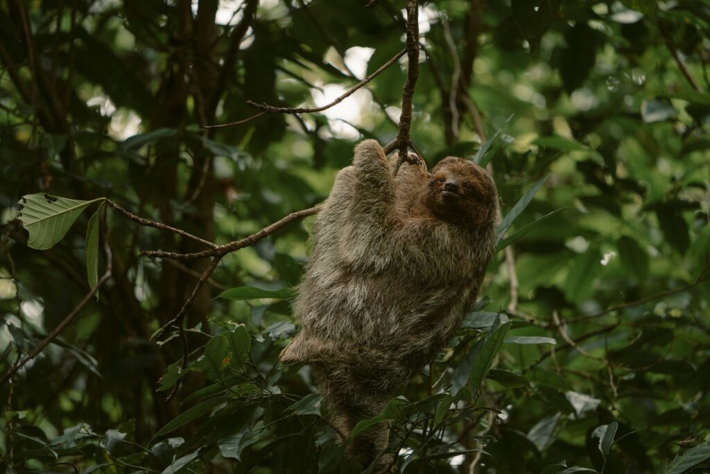Three-toed sloth hanging in the rainforest canopy, Costa Rica