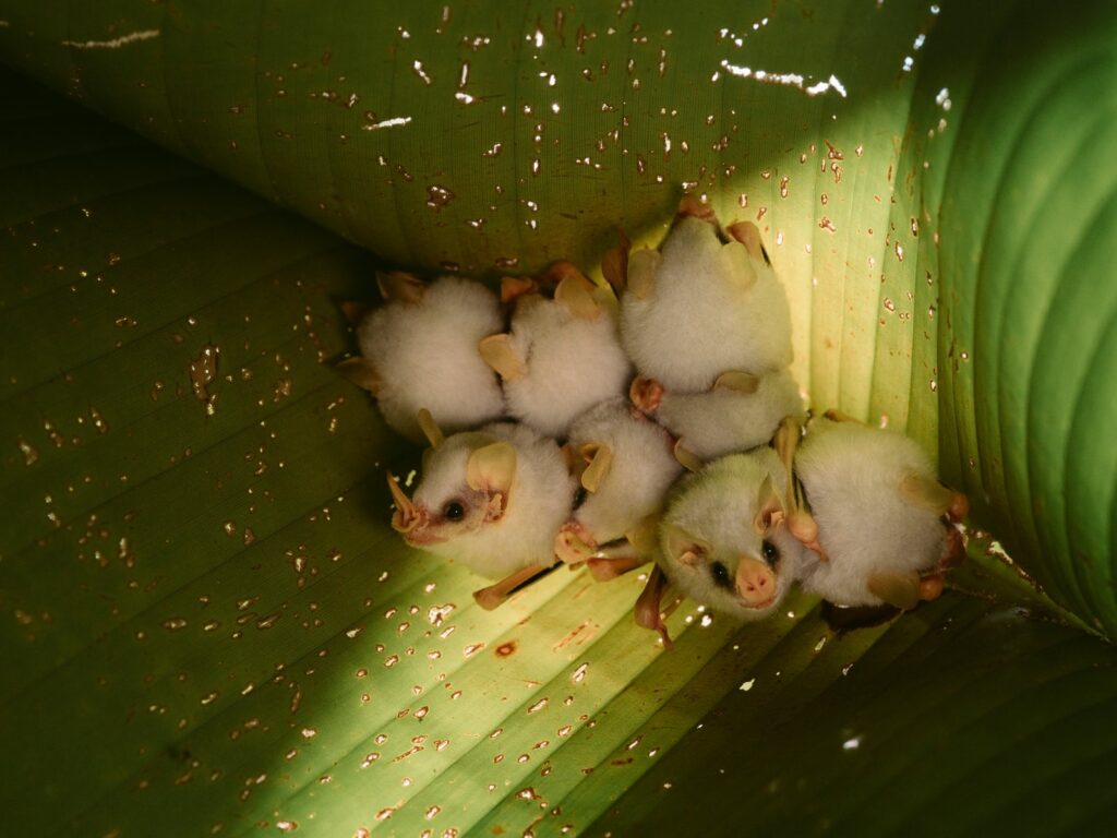 Group of Honduran white bats roosting under a heliconia leaf at Pierella, Sarapiquí, Costa Rica