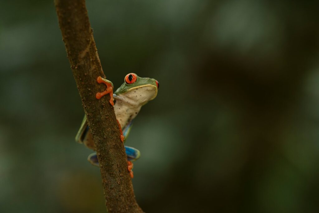 Red-eyed tree frog peeking around a thin branch at Pierella, Sarapiquí, Costa Rica