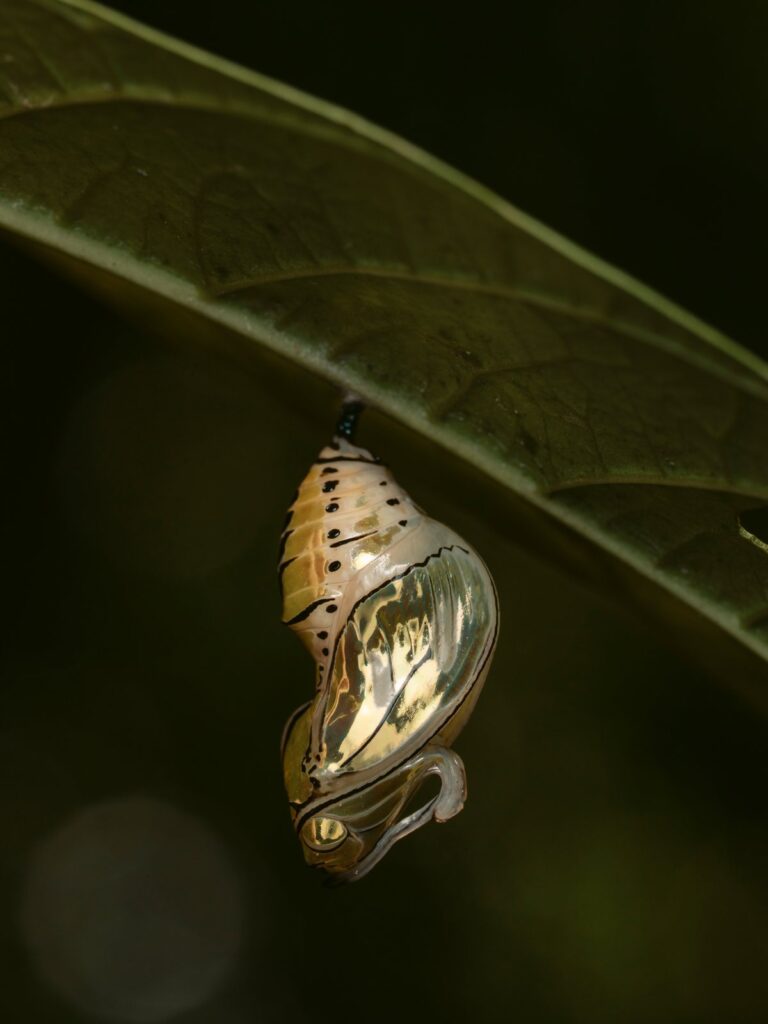 Metallic gold butterfly chrysalis hanging from a leaf, Costa Rica