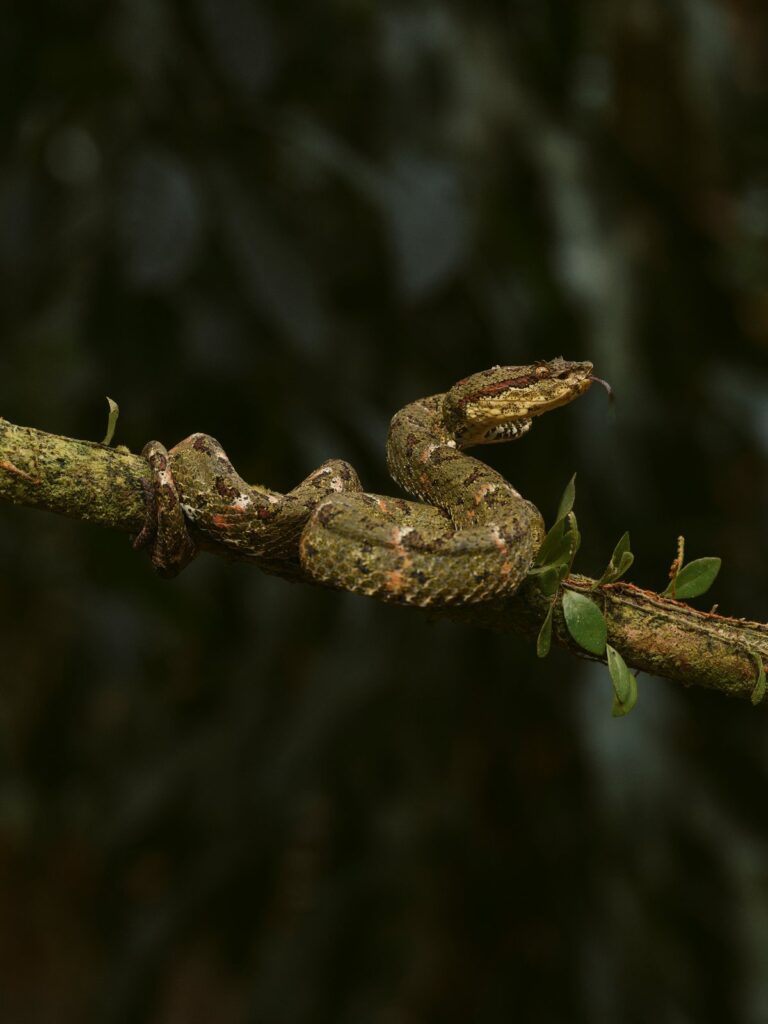 Eyelash viper coiled on a mossy branch, Costa Rica