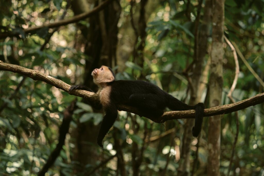 White-faced capuchin monkey stretched out on a branch, Costa Rica
