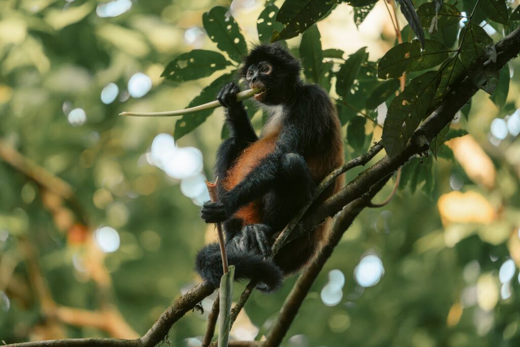 Spider monkey sitting in a tree, Costa Rica