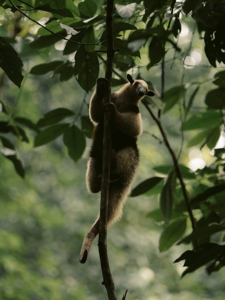 Northern tamandua climbing a vine in the rainforest, Costa Rica