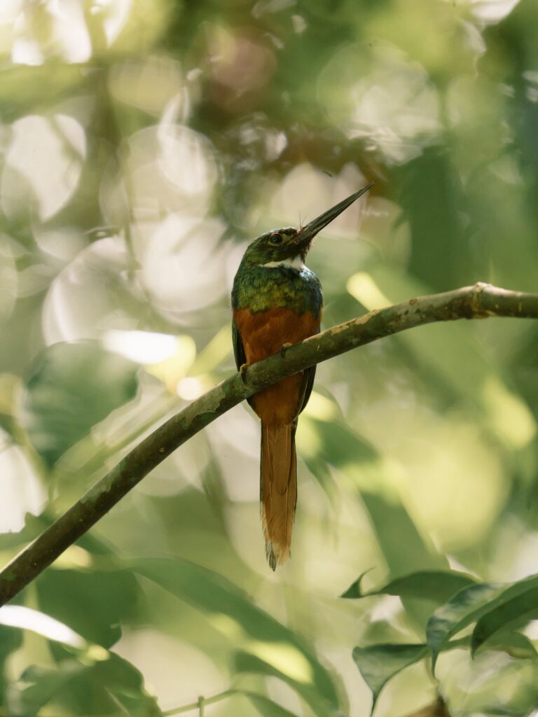 Rufous-tailed jacamar perched on a thin branch, Costa Rica