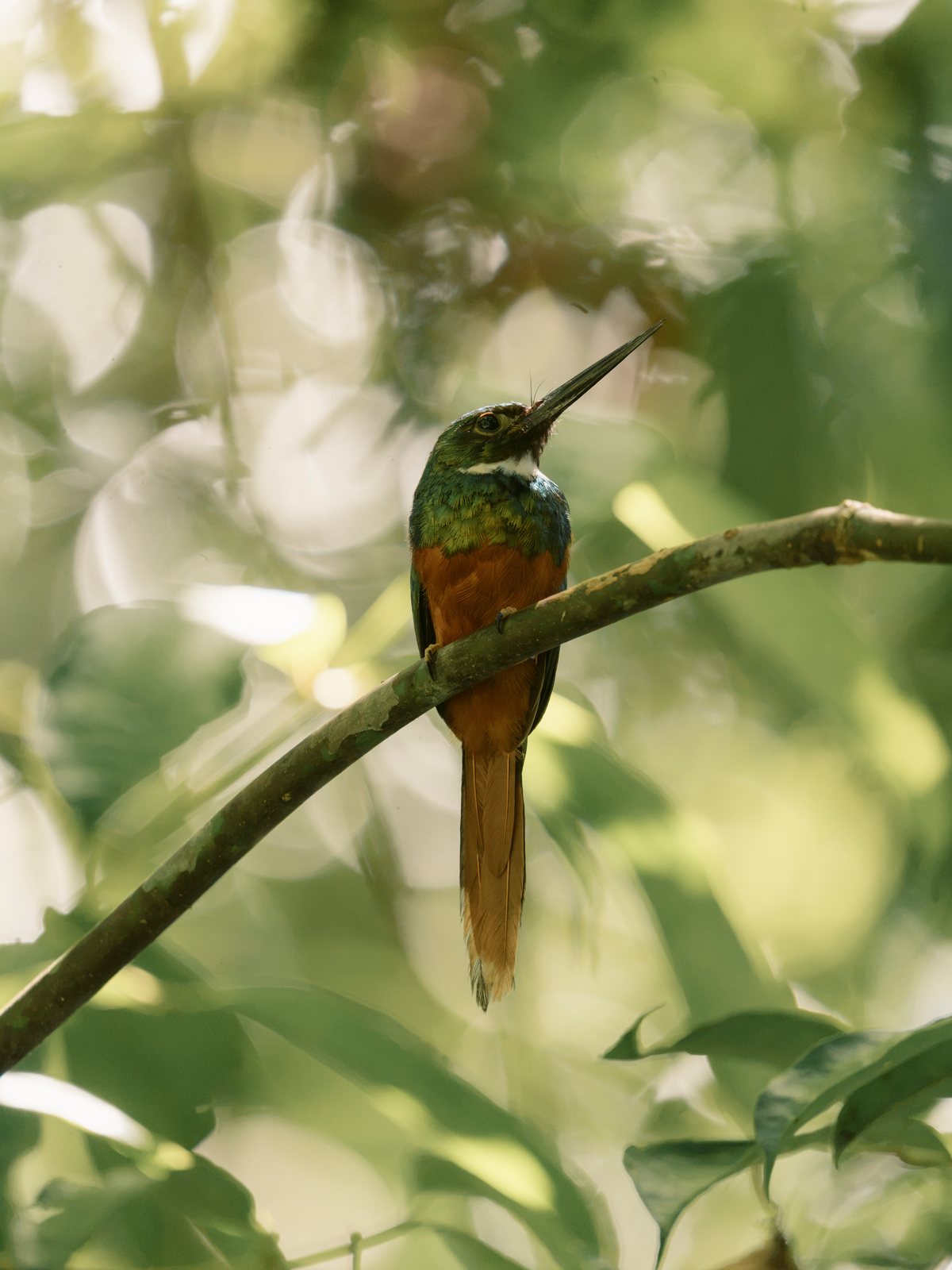 Rufous-tailed jacamar perched on a thin branch, Costa Rica