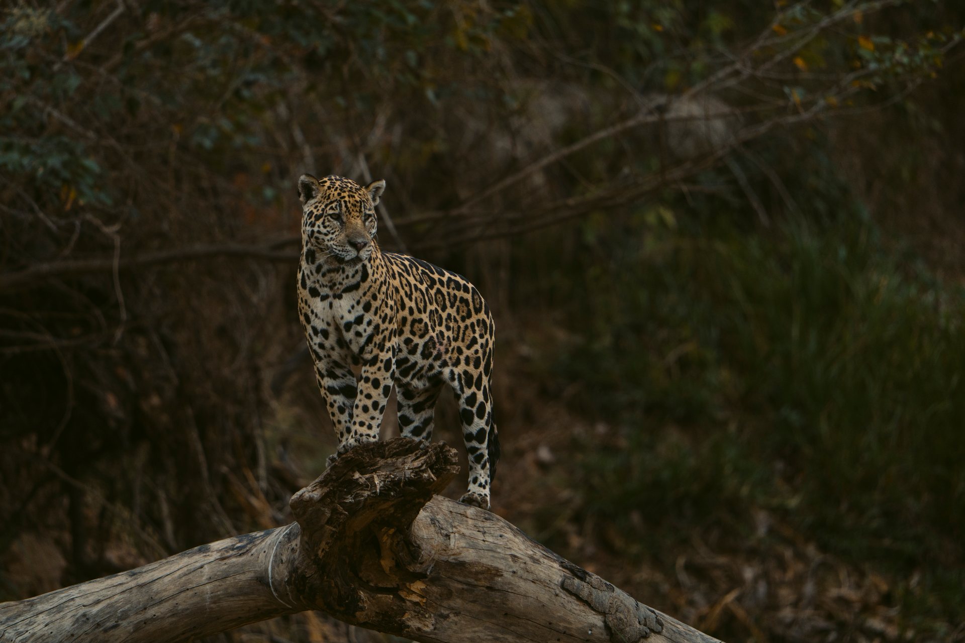 Jaguar standing on a fallen log at the edge of the forest in the northern Pantanal, Brazil