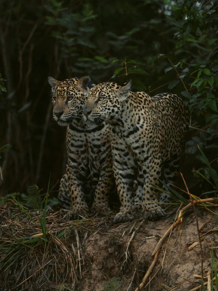 Two jaguar siblings standing side by side on a riverbank at the edge of the forest, northern Pantanal, Brazil