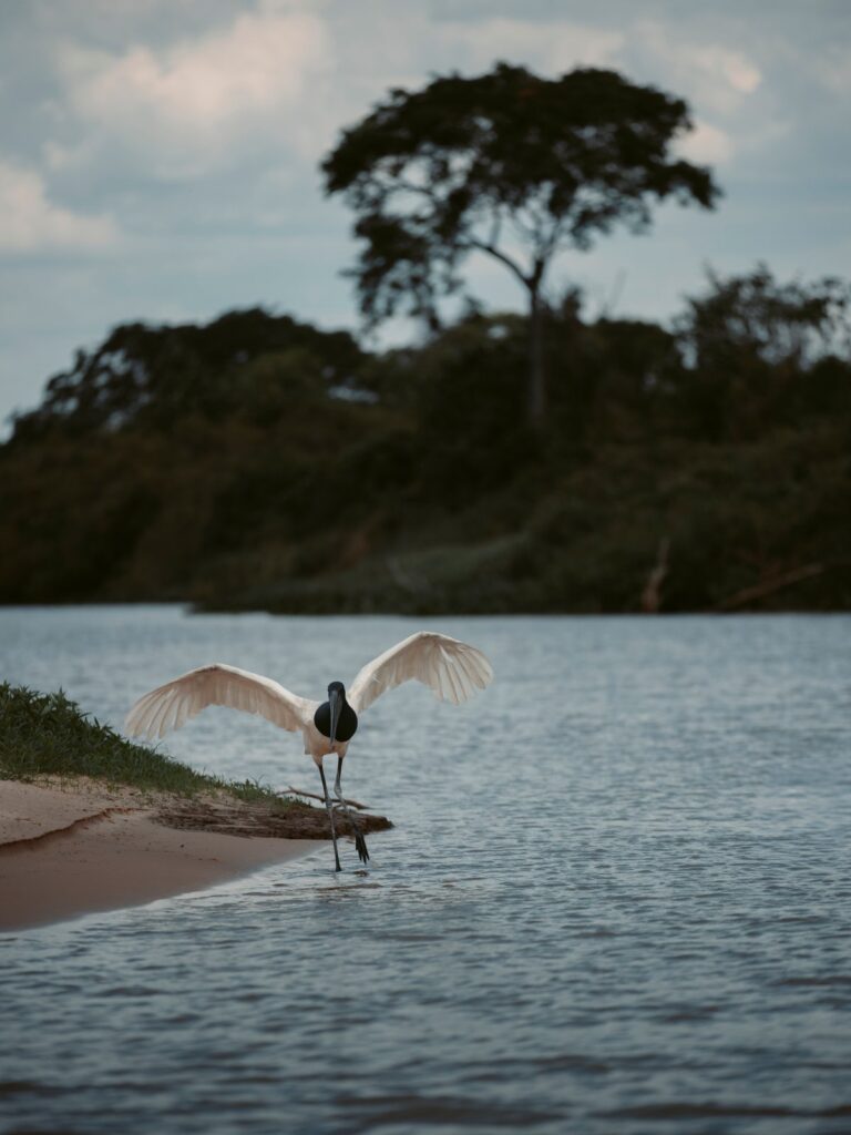 Jabiru stork with its wings spread, landing in shallow water beside a sandbar, Pantanal, Brazil
