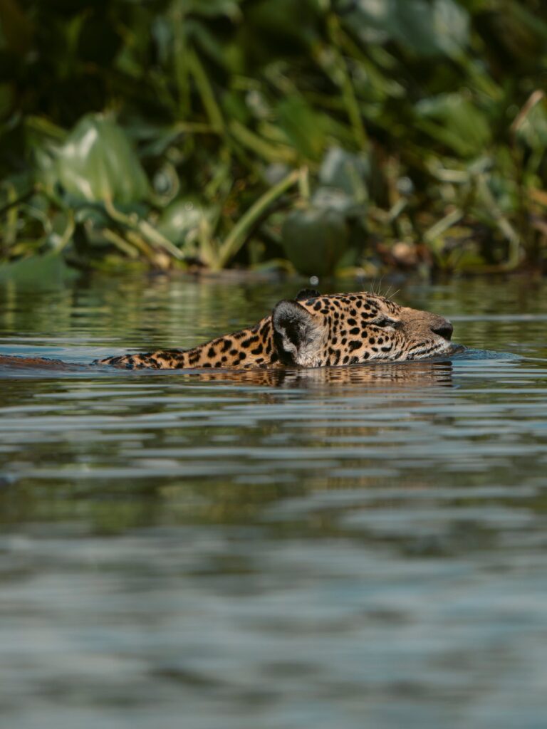 Jaguar swimming across a river with only its head and shoulders above the water, northern Pantanal, Brazil