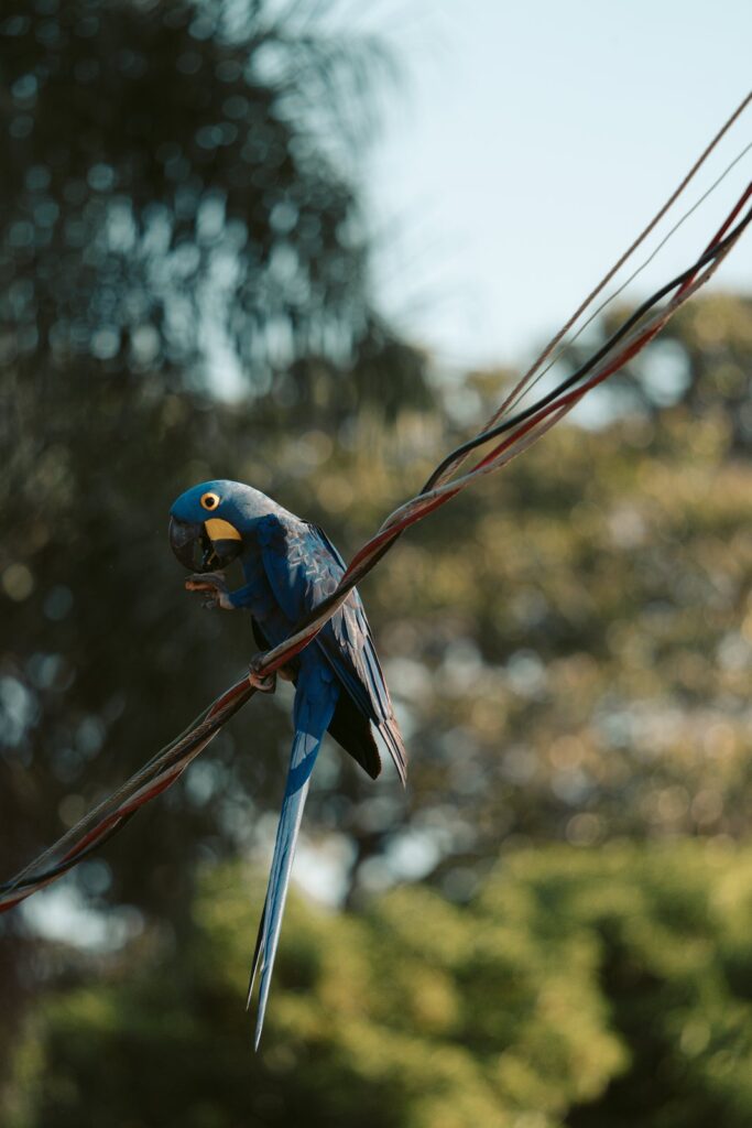Hyacinth macaw perched on a wire, holding food in one foot, Pantanal, Brazil